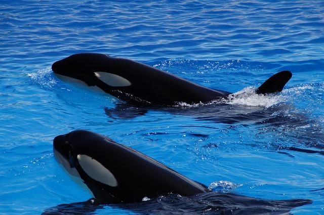 Understanding ​the Behavior⁣ of Orcas in the Strait of⁢ Gibraltar