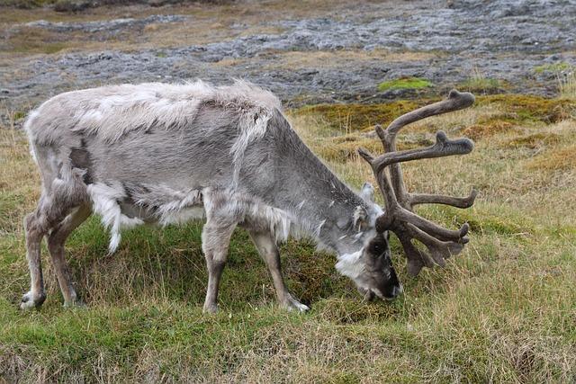 Safety Recommendations for Residents and Visitors in Svalbard