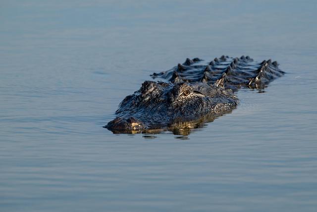 Understanding the Ecosystem: Food Scarcity Driving Wildlife to Human Habitats