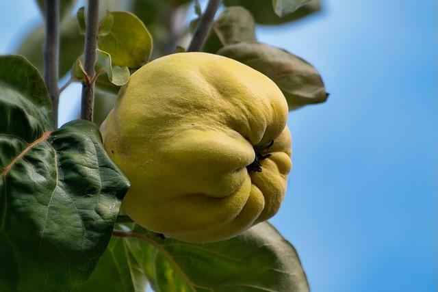 Impact of Weather Conditions on Quince Production in azerbaijan