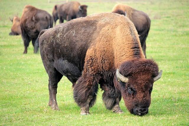 return of the‍ Bison to Azerbaijan Significance and Historical Context