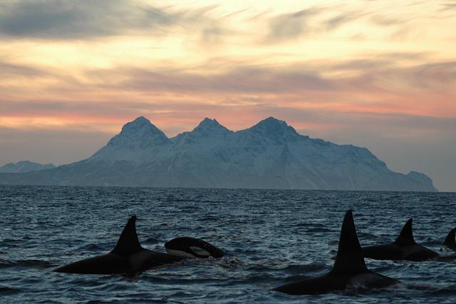 Understanding the​ Behavior and Communication of⁢ Orcas in⁤ Distress