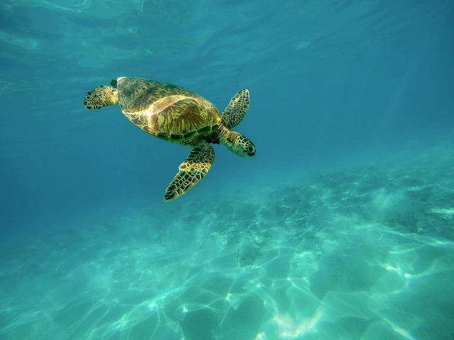 Impacts of Marine⁢ Wildlife Interaction on Small‌ Vessels