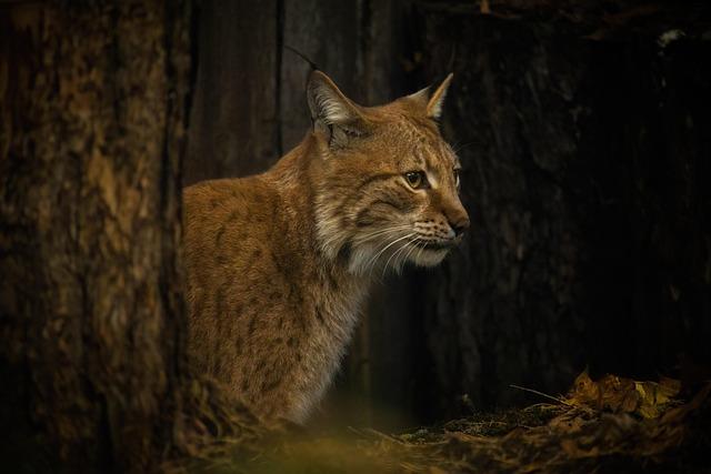 The Importance of‍ Lynx Conservation‌ in Croatias Ecosystem