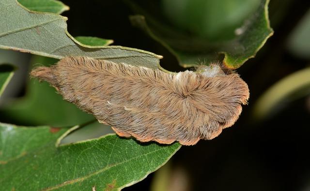 The Ecological Impact of Toxic Caterpillars on Native Species