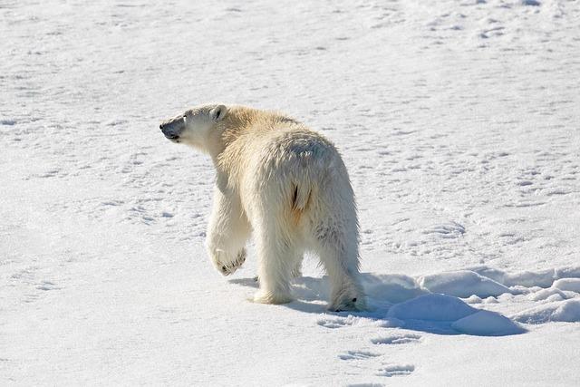 Swimmers Unite for Record-Breaking Polar Bear ⁤Dip in the Czech ⁣Republic