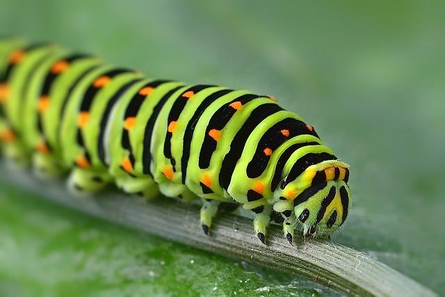 Understanding ‌the Threat of Toxic Caterpillars in ⁢Cyprus Forests