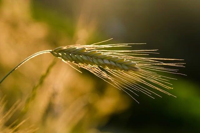 Impact of the Ban on Local Agriculture and Economy