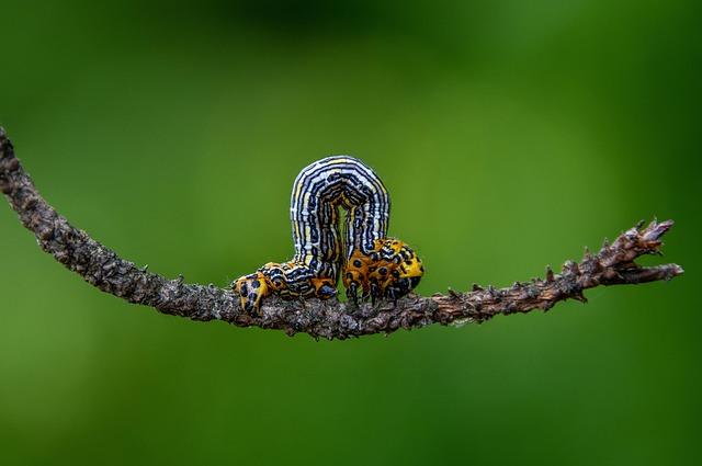 Community Involvement in Monitoring and⁢ Reporting Toxic Caterpillar Sightings