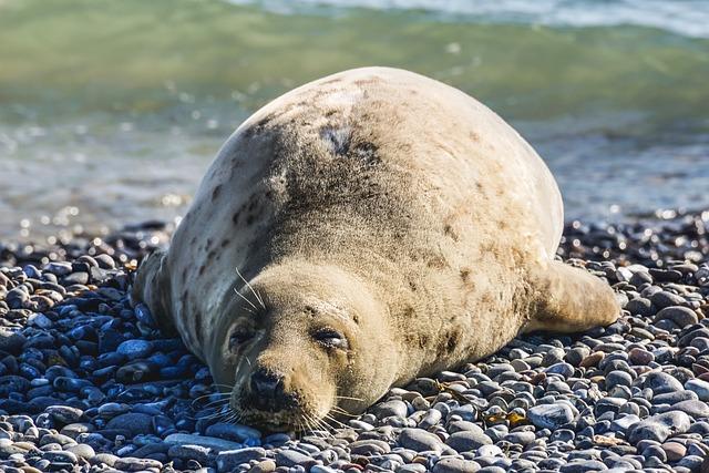 Mediterranean monk seal nursed back to health in Greece and released into the wild - The Associated Press