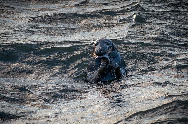 Critical Care and Rehabilitation of Injured Seals