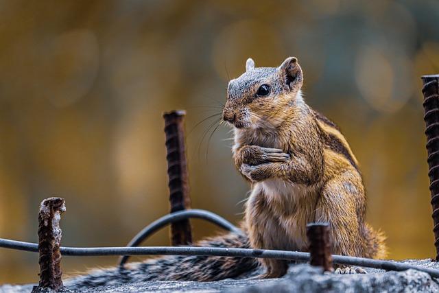 Mysterious Squirrel Sightings Spark Community Interest