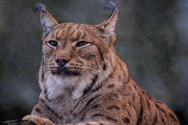 Engaging Stakeholders: Finding Common Ground for Lynx Preservation