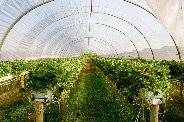 Adapting to Climate: How the Greenhouse Enhances Comfort Year-Round