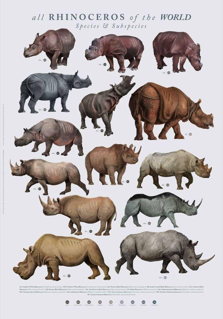 Future of Rhino Species: What Nova Represents for Wildlife Conservation