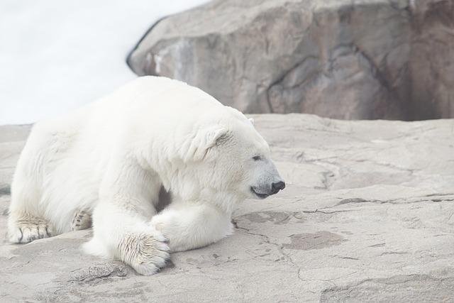 How to Prepare‌ for a Polar ​Bear‌ Dip: Tips from Experienced Swimmers