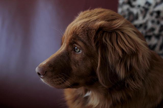 The Characteristics That Captivated Judges: A Closer Look at the Nova Scotia‍ Duck Tolling‍ Retriever