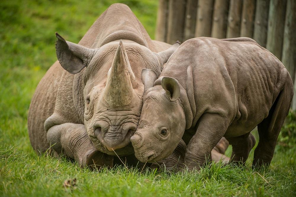 Significance of Novas arrival ⁣for Rhino Conservation Efforts