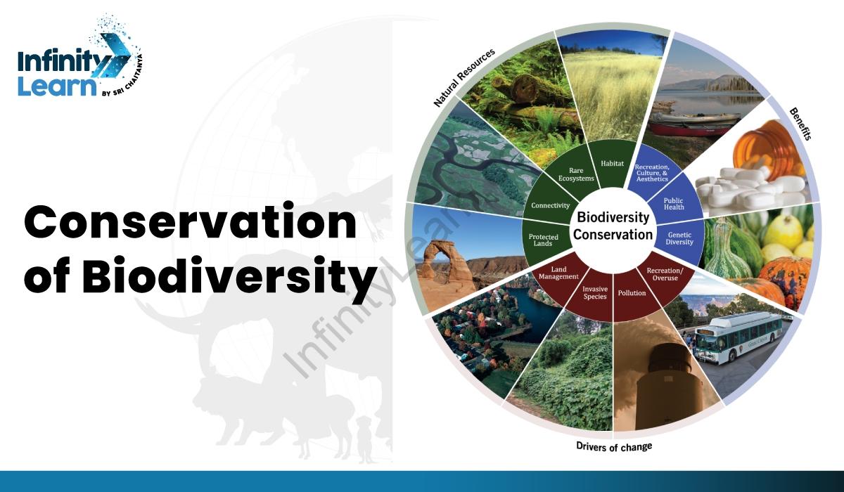 Implications for Biodiversity Conservation in Fragmented ⁣Landscapes