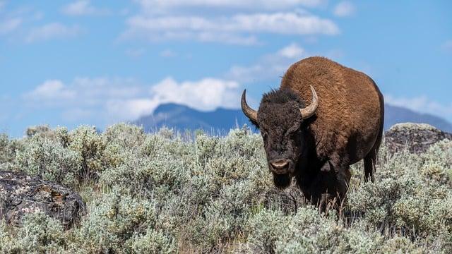 Ecological Benefits ​of ⁣Reintroducing Bison in Azerbaijan