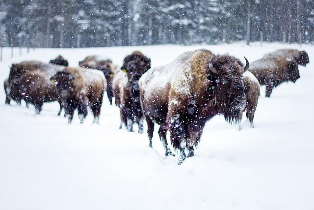 Challenges⁣ and Risks​ Associated ​with⁣ the ‌Bison ‌Reintroduction