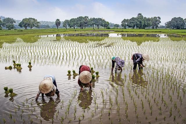 Recommendations for Farmers to Adapt to Changing Market Dynamics