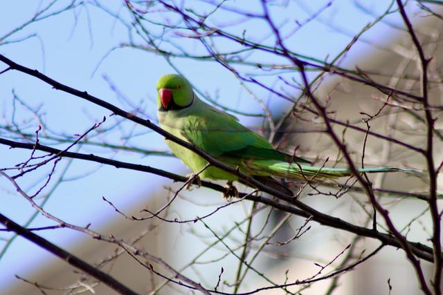 Long-term ‌solutions for Controlling Invasive Species on the Island