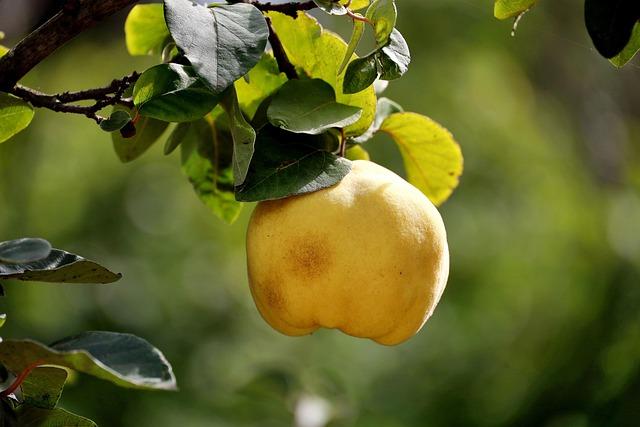 Azerbaijans Quince Export Trends ‌and the 2024⁣ Decline