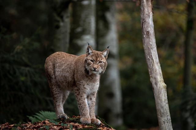 Community Engagement: Involving Locals in Lynx Protection Efforts