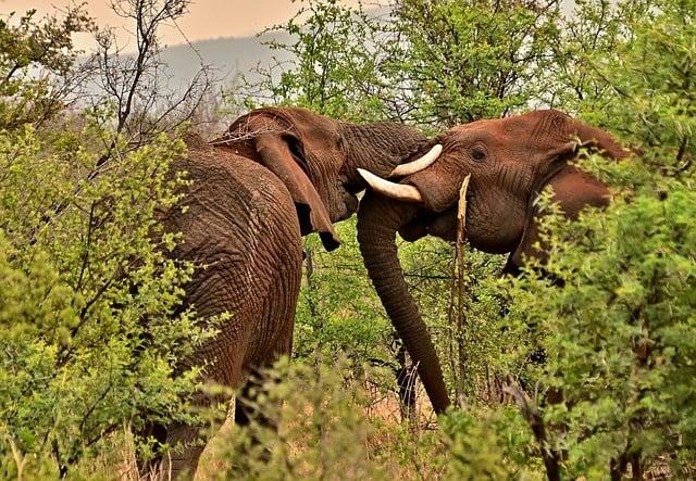 Long-term Strategies for⁣ Forest conservation and Biodiversity Protection