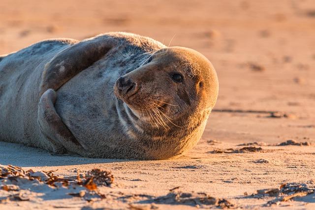 Challenges Still Looming: Threats Facing the Monk Seal Population