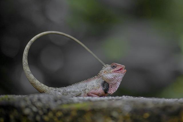 The Journey from Madeira: How a Lizard Traveled in a Suitcase