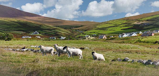 Future of Travel: Expanding irish Offerings through Nordic Partnerships