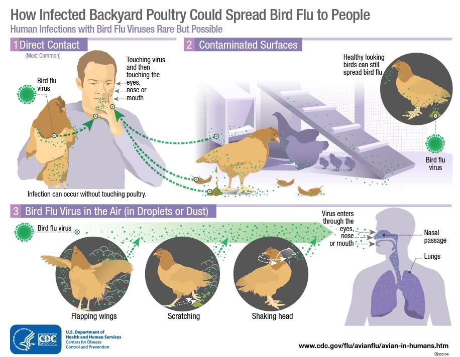 Future Outlook: Mitigating the Threat of Avian Influenza