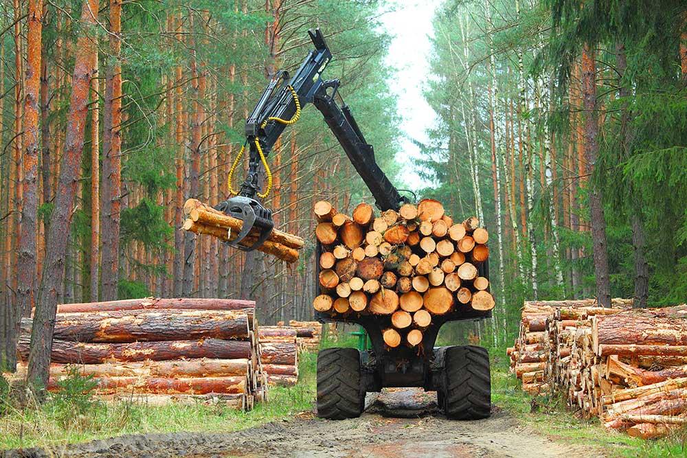 Recommendations⁣ for​ Stakeholders in the Timber industry Moving Forward