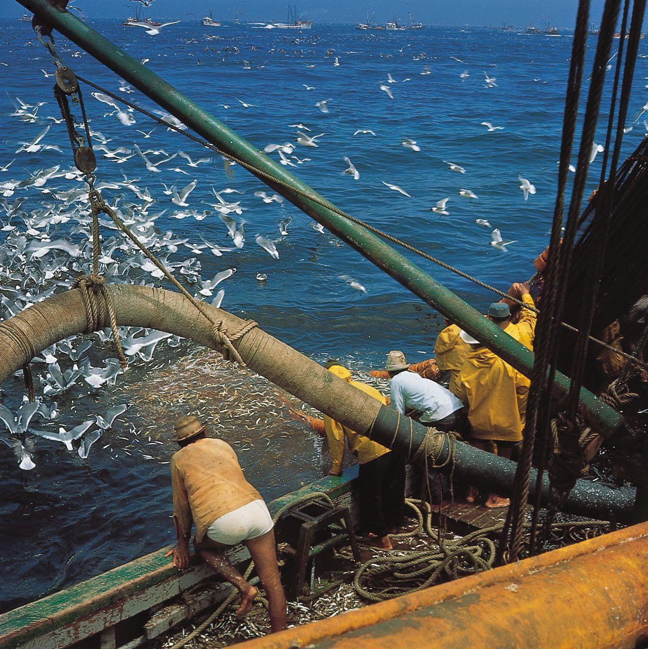 Examining the Impact of Commercial Fishing on Marine ecosystems