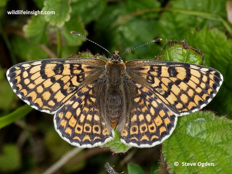 Conservation⁣ Strategies ‍for Protecting the Glanville Fritillary ⁤in Åland