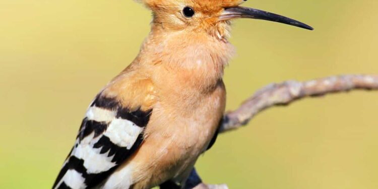 Hoopoes ‘overshoot’ France and land in Ireland and Britain – The Irish Times
