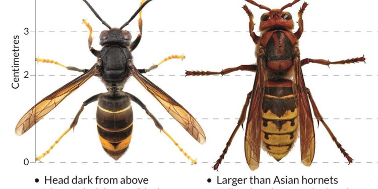 Guernsey on High Alert: The Asian Hornet Season Kicks Off!