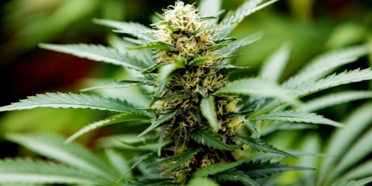 Exploring Italy’s CBD Cannabis Scene: Navigating Security, Business Challenges, and Production Secrets