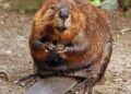 Beavers Make a Stunning Comeback: Revitalizing the Czech Landscape!