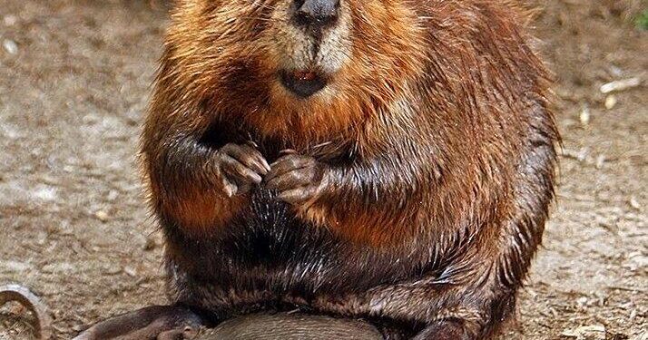 Beavers Make a Stunning Comeback: Revitalizing the Czech Landscape!