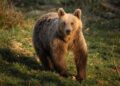 Romania’s Bear Population: Are There Really Twice as Many as We Thought?