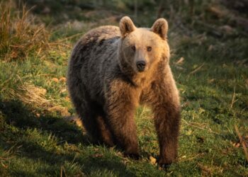 Romania’s Bear Population: Are There Really Twice as Many as We Thought?
