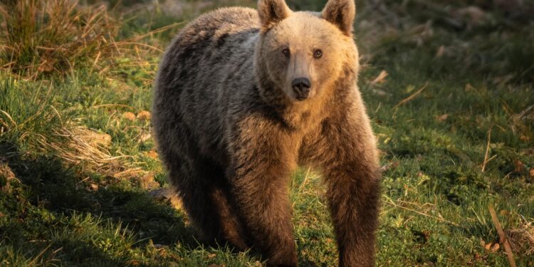 Romania’s Bear Population: Are There Really Twice as Many as We Thought?