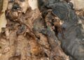 Chilling Find: Three Decomposed Bodies Discovered Near Lithuania-Belarus Border