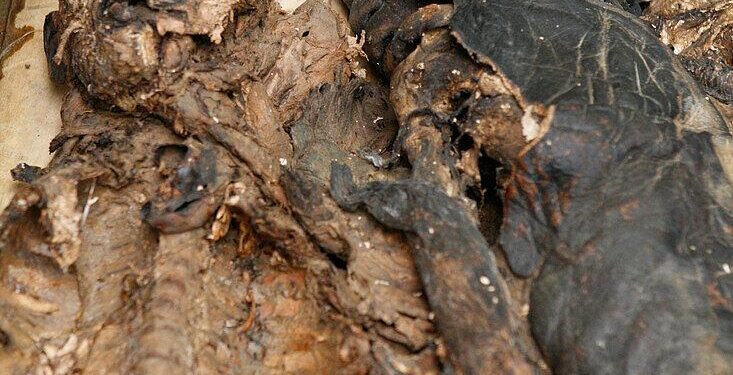 Chilling Find: Three Decomposed Bodies Discovered Near Lithuania-Belarus Border