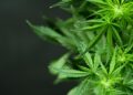 Police Take Down Underground Mini-Mart in Greece, Uncovering Cannabis and Cash!