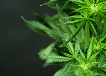 Police Take Down Underground Mini-Mart in Greece, Uncovering Cannabis and Cash!