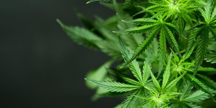Police Take Down Underground Mini-Mart in Greece, Uncovering Cannabis and Cash!